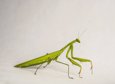 Peygamber devesi böceği iş başında.