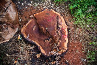 Ormanda ağaç kesmek, insanlığın ihtiyaçları için ağaçların tahrip edilmesi çevresel felakete yol açar.