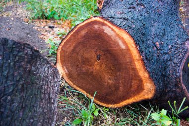 Ormanda ağaç kesmek, insanlığın ihtiyaçları için ağaçların tahrip edilmesi çevresel felakete yol açar.