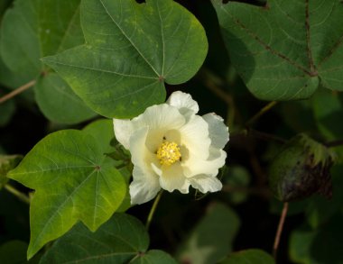 Hindistan 'da çiçekli yeşil pamuk tarlası.