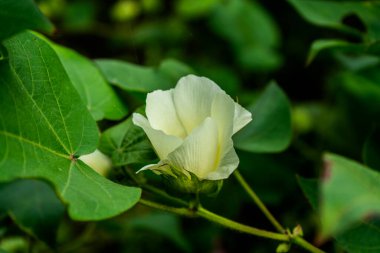 Hindistan 'da çiçekli yeşil pamuk tarlası.