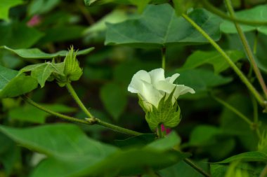 Hindistan 'da çiçekli yeşil pamuk tarlası.
