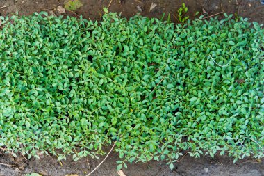 Domates fideleri. Farklı türde domates fidanlarının filizlenmesi..