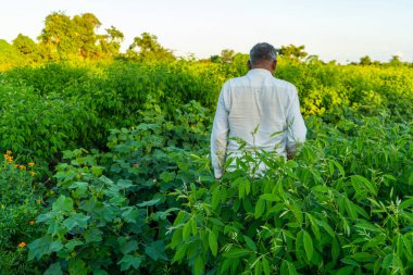 Pamuk tarlasında Hintli çiftçi.