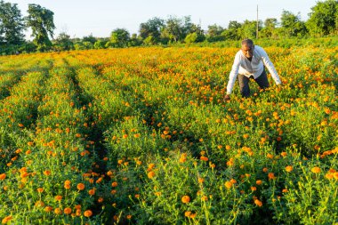 Kadife çiçeği tarlasında Hintli çiftçi.