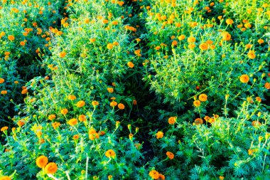 Hindistan 'da bir marigold tarlasının havadan görünüşü..