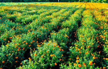 Hindistan 'da bir marigold tarlasının havadan görünüşü..