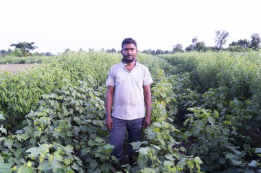 Pamuk tarlasında Hintli çiftçi.