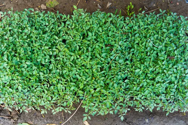 Domates fideleri. Farklı türde domates fidanlarının filizlenmesi..