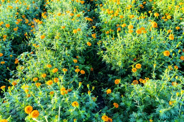 Hindistan 'da bir marigold tarlasının havadan görünüşü..
