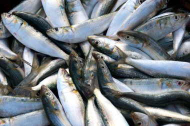 Çeşitli taze balıklar, balık pazarında buzlu deniz ürünleri.