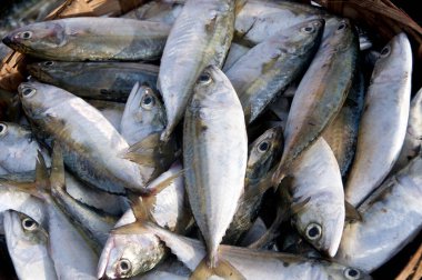 Çeşitli taze balıklar, balık pazarında buzlu deniz ürünleri.