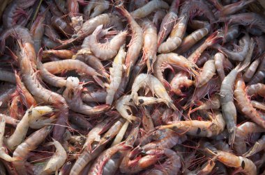 Çeşitli taze balıklar, balık pazarında buzlu deniz ürünleri.