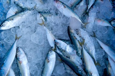 Çeşitli taze balıklar, balık pazarında buzlu deniz ürünleri.