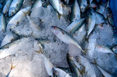 Çeşitli taze balıklar, balık pazarında buzlu deniz ürünleri.