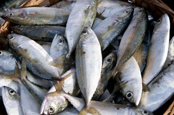 Çeşitli taze balıklar, balık pazarında buzlu deniz ürünleri.