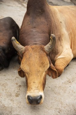 Hindistan 'ın ünlü mavi şehri Jodhpur caddesindeki inek..