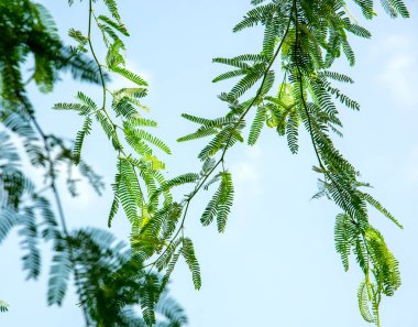 Gökyüzü arka planında yeşil yapraklar ve dallar, çevre doğa dünya kavramını seviyor