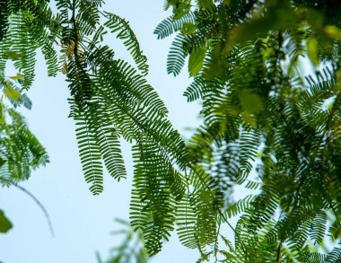 Gökyüzü arka planında yeşil yapraklar ve dallar, çevre doğa dünya kavramını seviyor