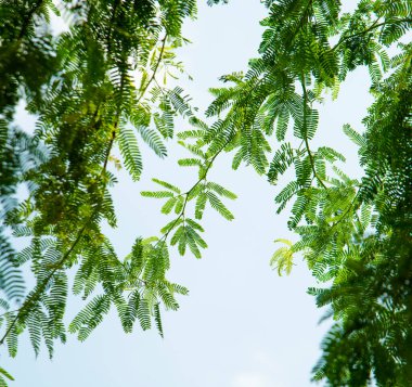 Gökyüzü arka planında yeşil yapraklar ve dallar, çevre doğa dünya kavramını seviyor