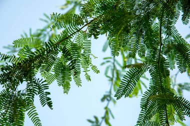 Gökyüzü arka planında yeşil yapraklar ve dallar, çevre doğa dünya kavramını seviyor