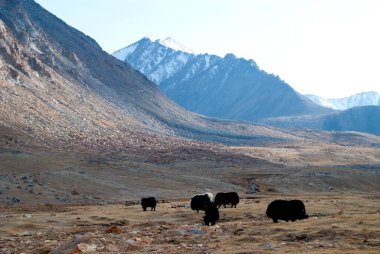 Hindistan, Ladakh, Himalayalar 'daki çiftlik hayvanları..