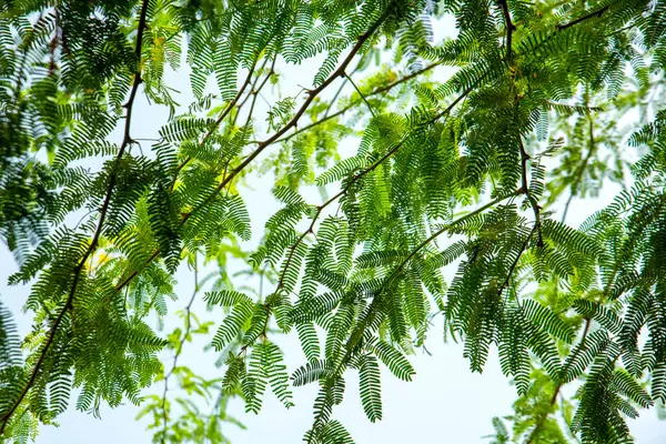 Gökyüzü arka planında yeşil yapraklar ve dallar, çevre doğa dünya kavramını seviyor