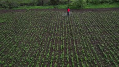 Çiftçi mahsullerine böcek ilacı sıkıyor, Hindistan..