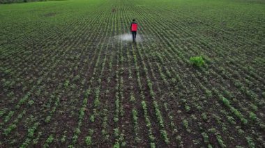Çiftçi mahsullerine böcek ilacı sıkıyor, Hindistan..