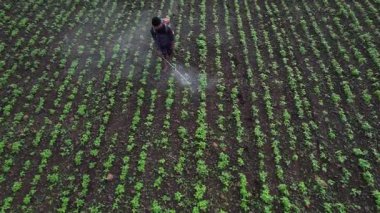 Çiftçi mahsullerine böcek ilacı sıkıyor, Hindistan..