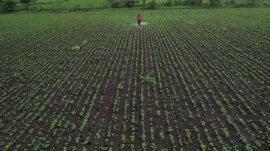 Çiftçi mahsullerine böcek ilacı sıkıyor, Hindistan..
