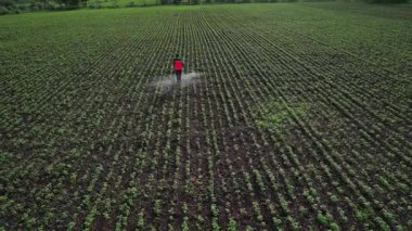 Çiftçi mahsullerine böcek ilacı sıkıyor, Hindistan..