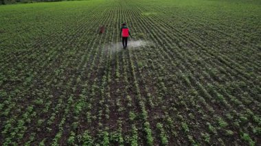 Çiftçi mahsullerine böcek ilacı sıkıyor, Hindistan..