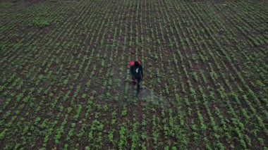 Çiftçi mahsullerine böcek ilacı sıkıyor, Hindistan..