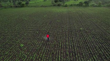 Çiftçi mahsullerine böcek ilacı sıkıyor, Hindistan..