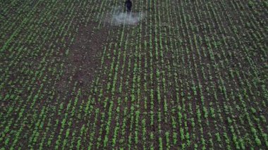 Çiftçi mahsullerine böcek ilacı sıkıyor, Hindistan..