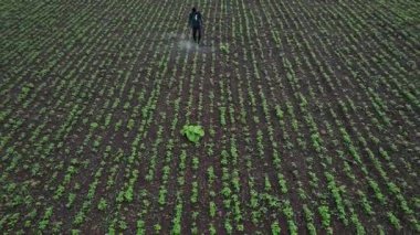 Çiftçi mahsullerine böcek ilacı sıkıyor, Hindistan..