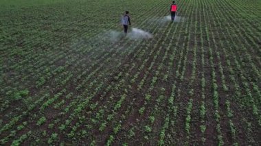 Çiftçi mahsullerine böcek ilacı sıkıyor, Hindistan..
