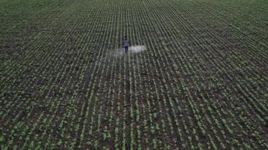 Çiftçi mahsullerine böcek ilacı sıkıyor, Hindistan..