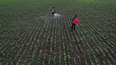 Çiftçi mahsullerine böcek ilacı sıkıyor, Hindistan..