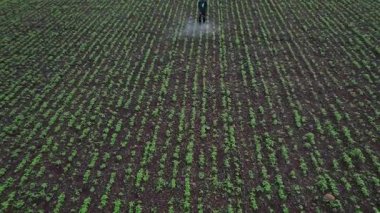 Çiftçi mahsullerine böcek ilacı sıkıyor, Hindistan..