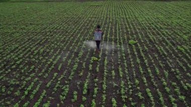 Çiftçi mahsullerine böcek ilacı sıkıyor, Hindistan..