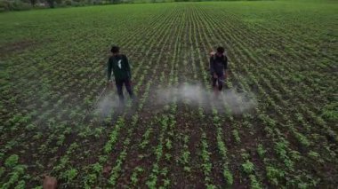 Çiftçi mahsullerine böcek ilacı sıkıyor, Hindistan..