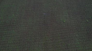 Çiftçi mahsullerine böcek ilacı sıkıyor, Hindistan..