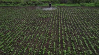 Çiftçi mahsullerine böcek ilacı sıkıyor, Hindistan..