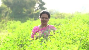 Mutlu Hintli kadın bezelye tarlasında.