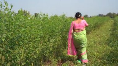 Mutlu Hintli kadın bezelye tarlasında.