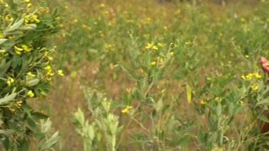 Mutlu kırsal kadın pamuk tarlasında, Hindistan