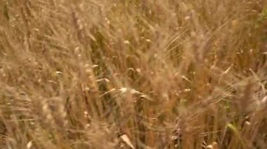 ALIRAJPUR, MADHYA PRADESH, INDIA, 16 Mart 2022: Hindistan tarım tarlasında buğday mahsulü hasat eden Hintli çiftçi.