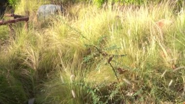 NARMADA, GUJARAT, INDIA, 17 Mart 2022: Dünyanın en uzun Sardar Vallabhbhai Patel heykeli,